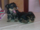 Cachorros de Yorkshire - mejor precio | unprecio.es