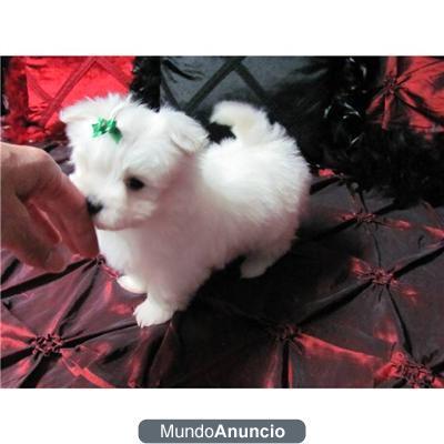 Cachorros maltese machos y hembras disponibles con salud y gran conformación.