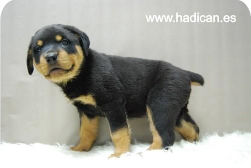 Camada de Rottweiller.