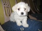 EL RINCON DEL CACHORRO BICHON MALTES DISPONIBLES - mejor precio | unprecio.es