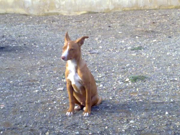 podenco andaluz talla chica