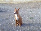 podenco andaluz talla chica - mejor precio | unprecio.es