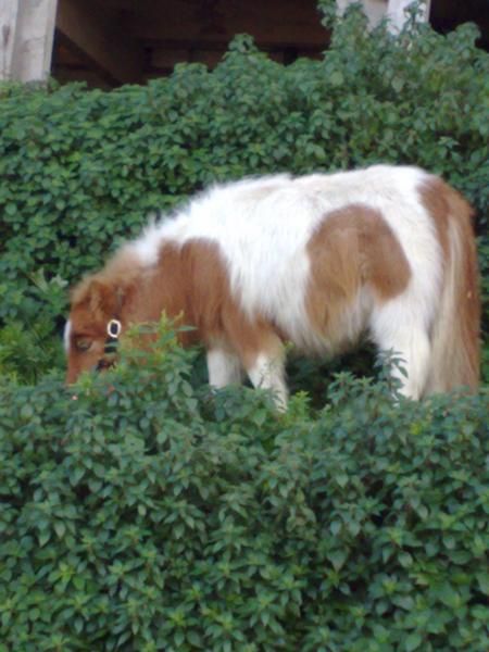 pony miniatura (shetland) 250!!