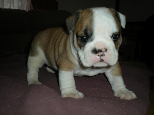 preciosos bulldog ingles