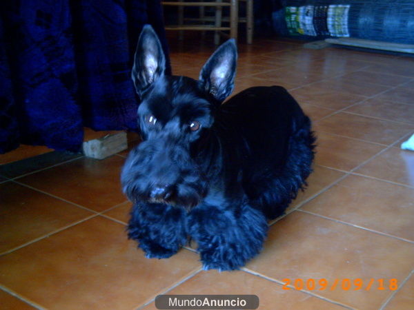 scottish terrier