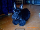 scottish terrier - mejor precio | unprecio.es