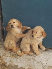 Vendo 2 Golden Retriever 2 meses - mejor precio | unprecio.es