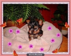 yorshire terrier camadita toy barcelona - mejor precio | unprecio.es