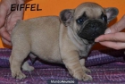 Bulldog Francés Fawn (LOE) - mejor precio | unprecio.es