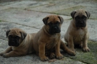 Bullmastiff, impresionante camada - mejor precio | unprecio.es