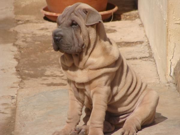 Cachorrito Shar Pei Isabella