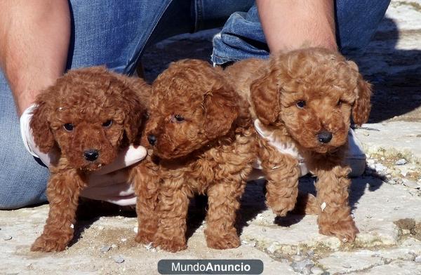 CACHORROS DE CANICHE TOY APRICOT
