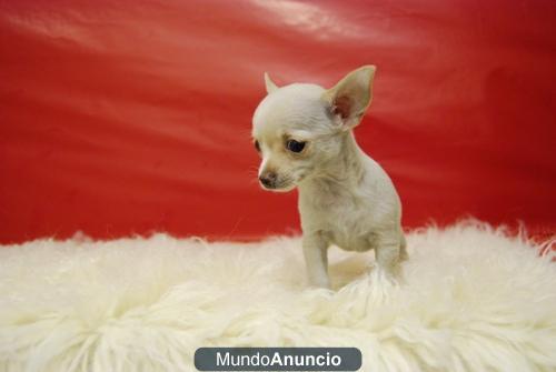 Cachorros de Chihuahua Hiper MIniatura, cachorritos de calidad