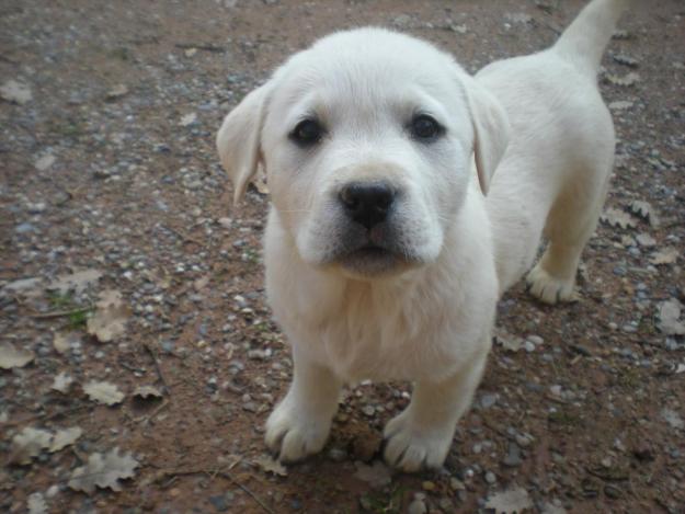 cachorros labrador  con 3 vacunas   hijos del campeon de españa