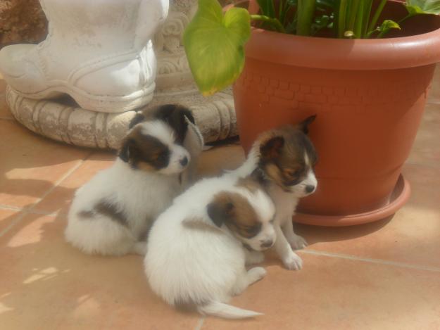 CACHORROS PAPILLON