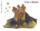 Cachorros Yorkshire Terrier - mejor precio | unprecio.es