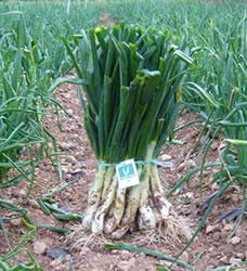 Calçots de Valls, Salsa de calçots, Salsa romesco