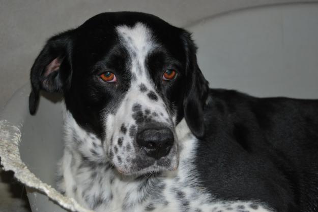 Duende, un amor de perro en adopción