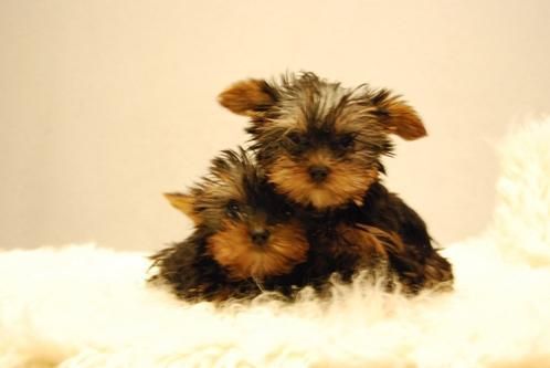 encantadores cachorrines de yorkshire toy -- se entregan con todo