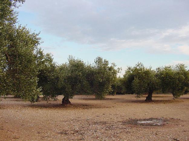 Finca rústica en Vinaròs