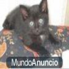 Gato negro libre para un buen hogar - mejor precio | unprecio.es