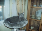 he perdido mi gatito - mejor precio | unprecio.es