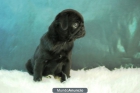 Pug Carlinos de calidad para entregar con 2 meses - mejor precio | unprecio.es