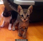 Regalo preciosos gatitos de 6 semanas - mejor precio | unprecio.es
