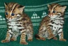 Serval africano, caracales, sabana, ocelote gatitos para la venta. - mejor precio | unprecio.es