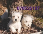 Vendo encantadores cachorros de West higland . Sevilla - mejor precio | unprecio.es