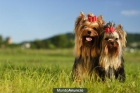 Yorkshire toy pequeñisimos, preciosos.Fantásticos cachorritos de Yorkshire Terrier de 70 días, peso de adulto sobre kilo - mejor precio | unprecio.es