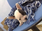 BULDOG FRANCES CACHORROS INCREIBLES A UN PRECIO INCREIBLE - mejor precio | unprecio.es