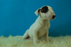 Bull Terrier excelentes - mejor precio | unprecio.es