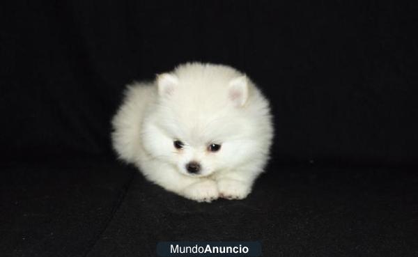 CACHORRA POMERANIA