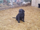 CACHORROS DE LABRADOR RETRIEVER - mejor precio | unprecio.es