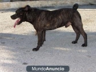 ofrezco para monta - mejor precio | unprecio.es