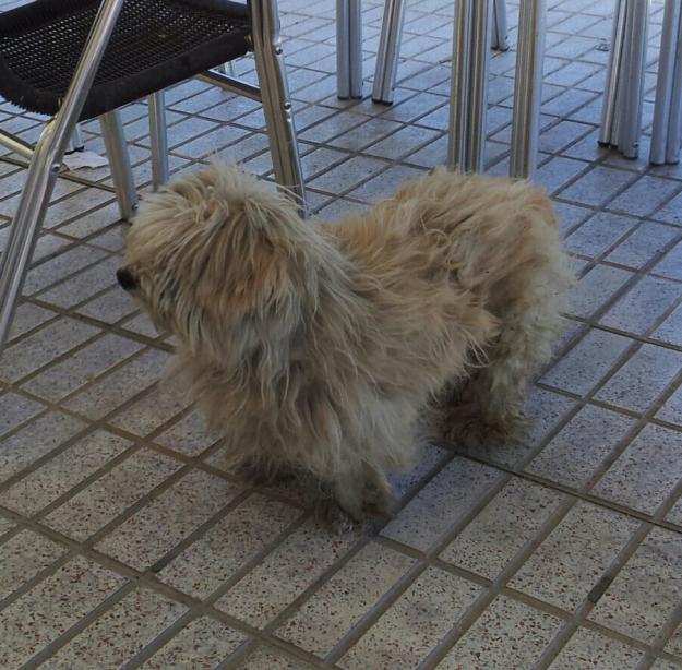 Perro de raza abandonado
