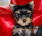 Yorkshire terrier cachorritos - mejor precio | unprecio.es