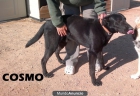URGENTE ADOPCIÓN PARA UNOS PERRITOS TODO CORAZÓN A LOS QUE NADIE VE - mejor precio | unprecio.es