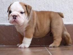 Gratis Hermosos Cachorros Bulldog Ingles