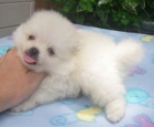 hello i tienen una camada de un Pomeranian masculino y femenino - mejor precio | unprecio.es