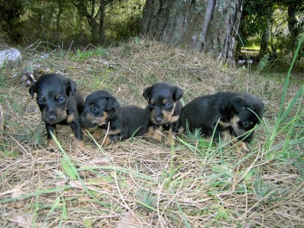 JAGD TERRIER