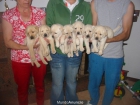 Labradores retriever,cachorros,dorados y negros. - mejor precio | unprecio.es