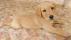 que bonitos son estos labradores - mejor precio | unprecio.es