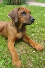 Rhodesian Ridgeback - mejor precio | unprecio.es