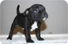 stanforhsire ingles ¡¡ ¡ - mejor precio | unprecio.es