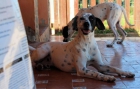 TOM Y JERRY, cruce de dalmata en adopción - mejor precio | unprecio.es