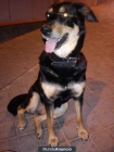 Adopción Perra Mestiza, Esterilizada, Preciosa y Obediente - mejor precio | unprecio.es