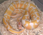 1 3 pies. Alfombras Python, albino, Mojave y piebalds - mejor precio | unprecio.es