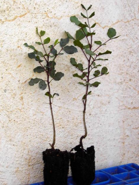 Algarrobos (Ceratonia Silicua) para plantacion